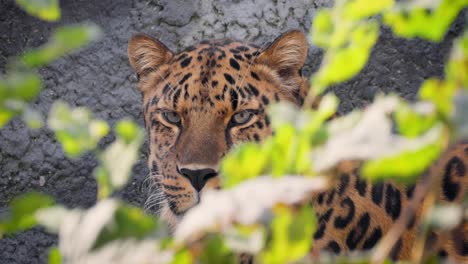 Der-Amurleopard-(Panthera-Pardus-Orientalis)-Ist-Eine-Leopardenunterart,-Die-In-Der-Region-Primorje-Im-Südosten-Russlands-Und-Im-Norden-Chinas-Heimisch-Ist.-Er-Gilt-Als-Vom-Aussterben-Bedroht.